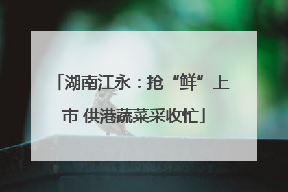 湖南江永：抢“鲜”上市 供港蔬菜采收忙